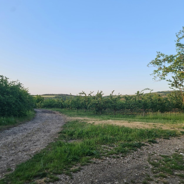 A dirt road leads to a field of apple trees.