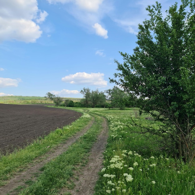 A dirt road leads to a field with a field of white flowers.