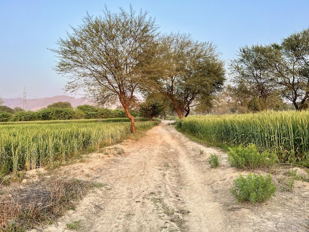 A dirt road leads to a field with trees and mountains in the background.