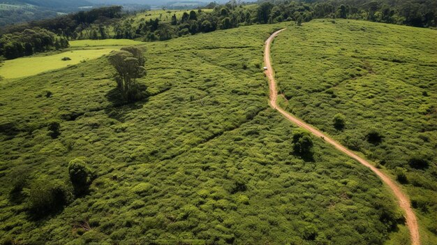 a dirt road leads to a green field with a dirt road in the background