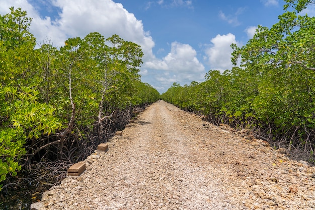 Dirt road among mangroves on a clear sunny day on the island of Zanzibar, Tanzania, Africa