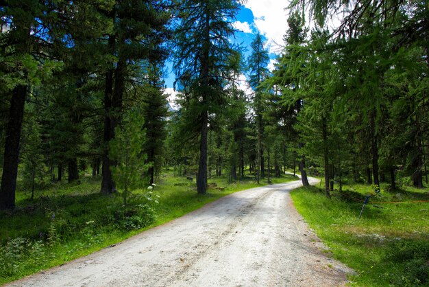 Dirt road in the middle of a forest in the alps