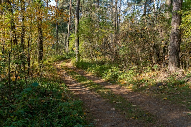 가을 숲 속을 비포장 도로가 지나간다 해질 무렵 가을 시즌에는 다채로운 나무 이른 아침에 숲 속을 걸을 수 있는 조용하고 아늑한 길