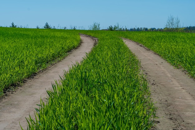 A dirt road passes through a young cornfield Tractor track or combine harvester in a field with corn Harvesting