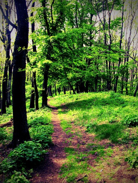 Dirt road passing through forest