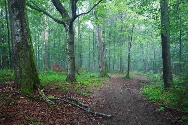 Dirt road path through the forest