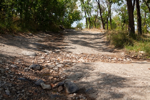 Foto la strada sterrata sale attraverso la foresta