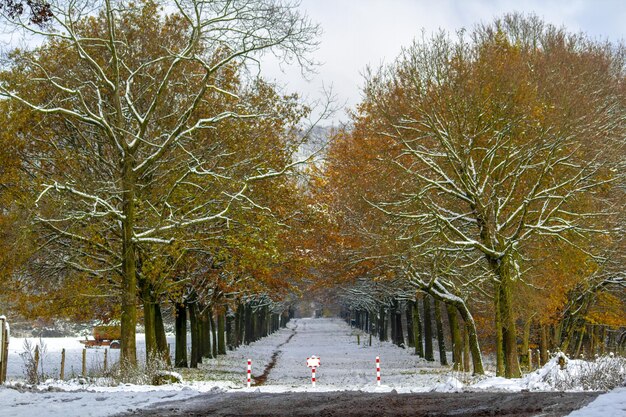 雪の森の汚れた道路の高品質の写真