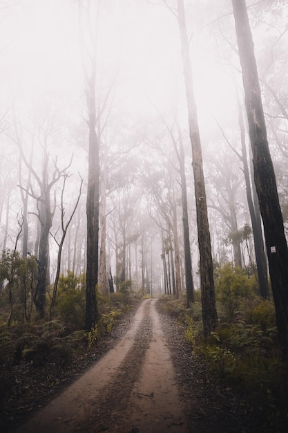 Foto strada di terra sotto gli alberi alti foto