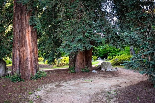 Dirt road that winds between large trees in a japanese garden