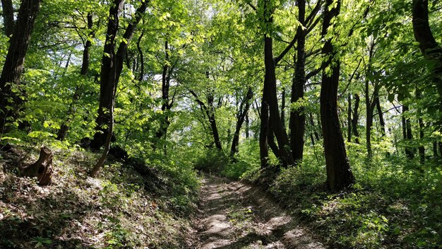 Una strada sterrata in un boschetto di alberi a foglie caduche montagna fruska serbia luoghi selvaggi vegetazione abbondante in primavera o all'inizio dell'estate natura balcanica percorso tortuoso