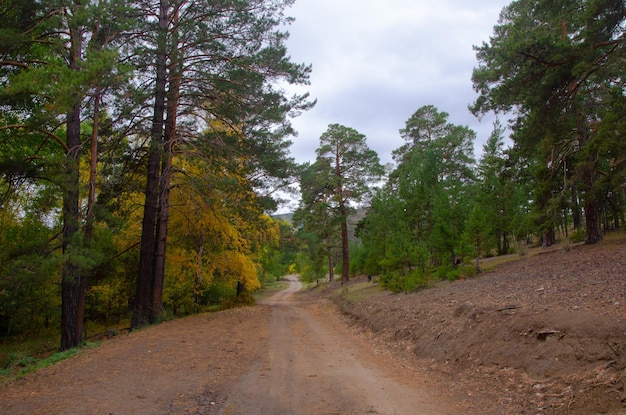 Dirt road through the autumn coniferous forest