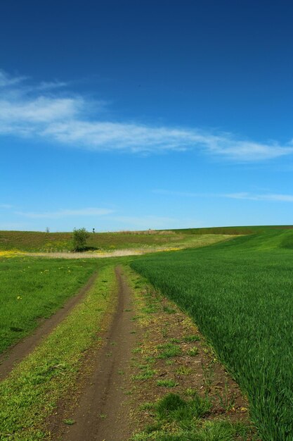 Photo a dirt road through a field