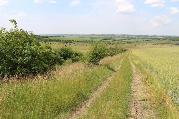 A dirt road through a field