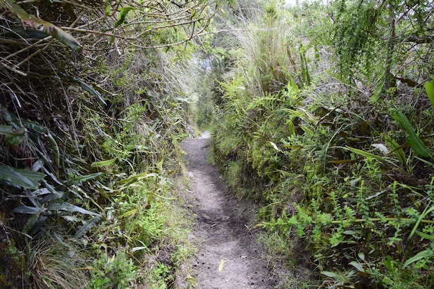 Dirt road through the forest around Laguna Cuicocha beautiful lagoon inside the crater of the Cotacachi volcano