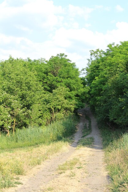 A dirt road through a forest