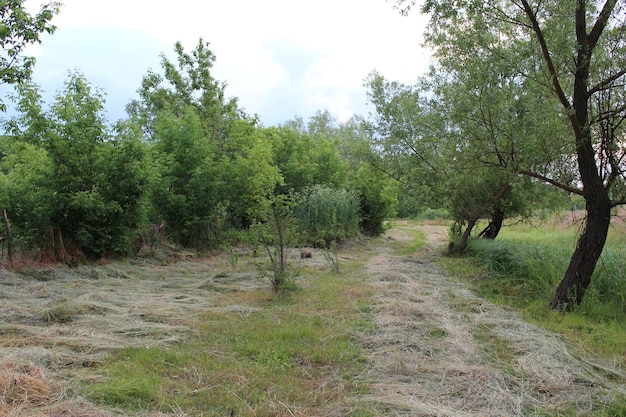 A dirt road through a forest