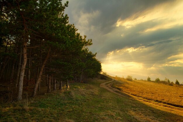 Dirt road through the meadow next to the forest