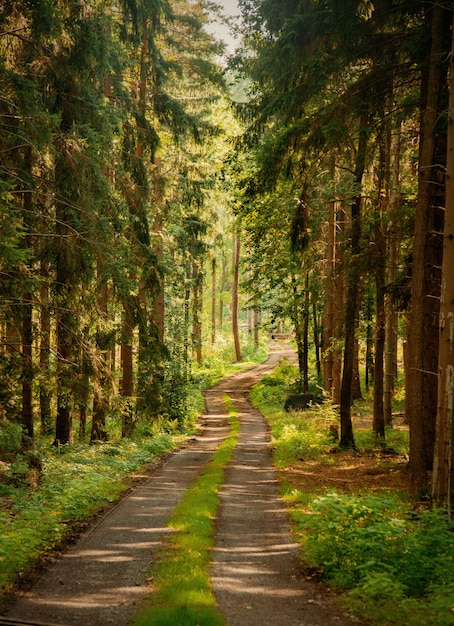 폴란드 수데테스의 소나무 숲을 통과하는 비포장 도로