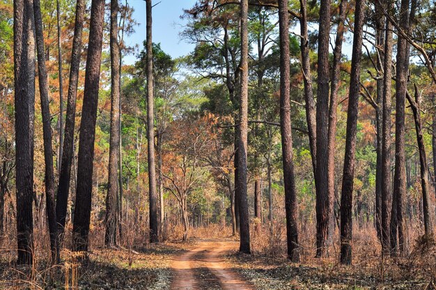 Dirt Road through the pine forest at Thung Salang Luang National Park PhetchabunThailand