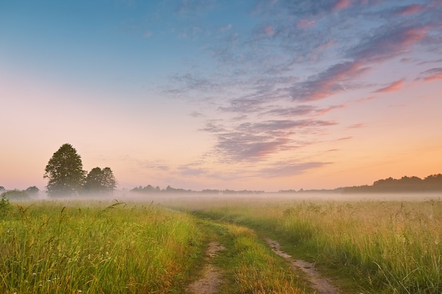 Dirt road on wild meadow in morning fog