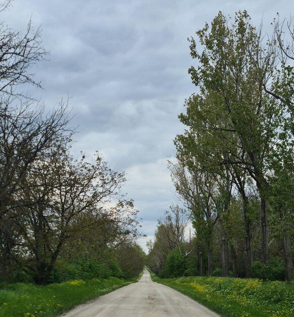 A dirt road with a few trees and a cloudy sky