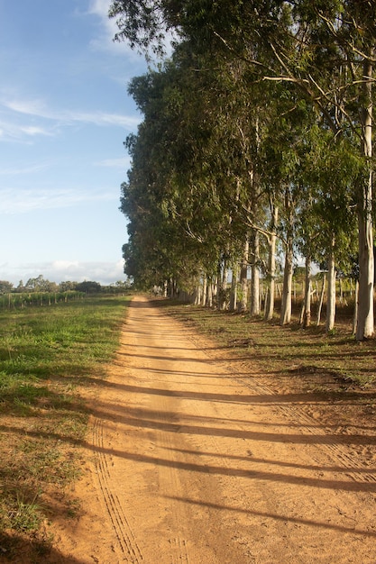 Dirt road with large eucalyptus trees in the late afternoon