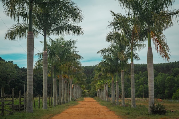 Dirt road with a path of coconut trees along the road