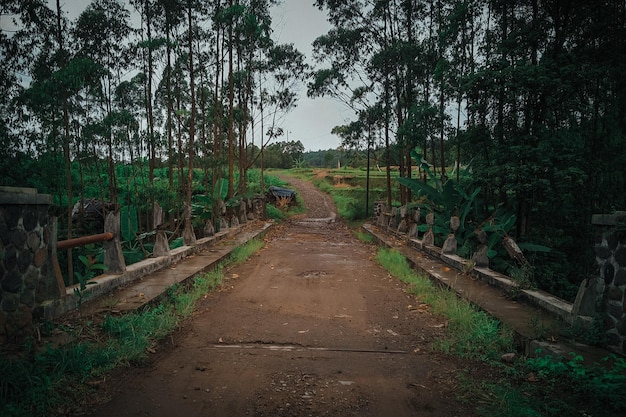 A dirt road with trees in the background