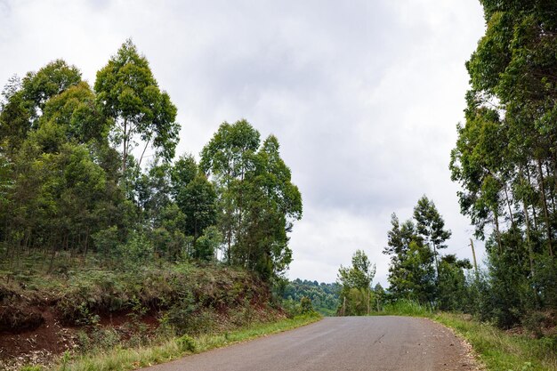 a dirt road with trees and a dirt road