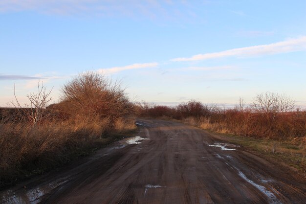 A dirt road with trees on either side of it