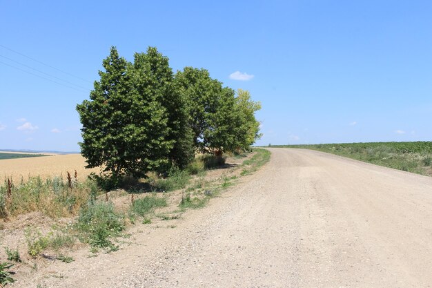 Photo a dirt road with trees on the side