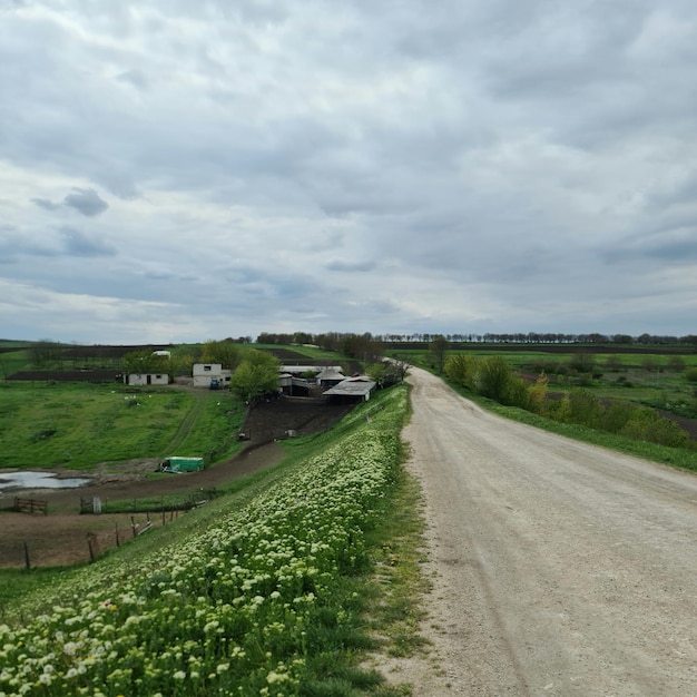 A dirt road with white flowers on the side and a green building in the background