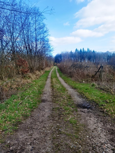 A dirt road in the woods with a blue sky behind it.