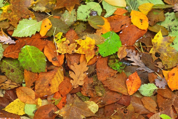 Фото Грязные осенние листья