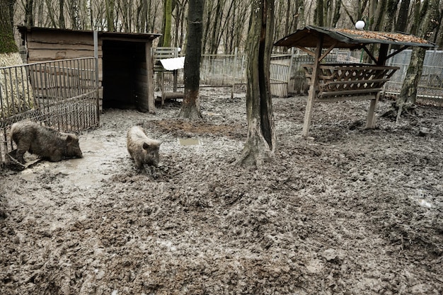 写真 泥の中の汚れたイノシシ イノシシ