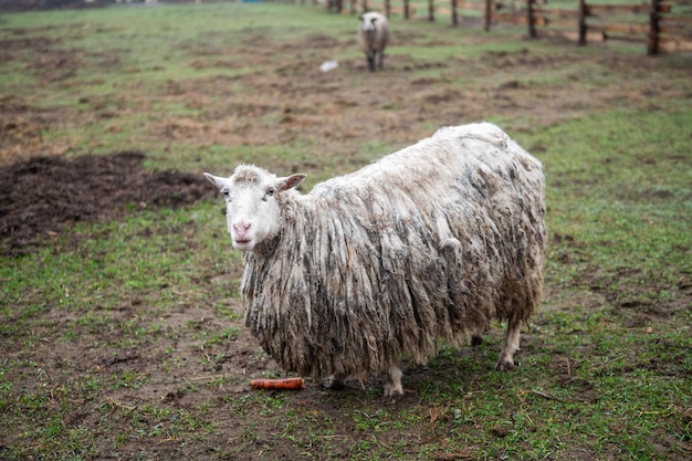 A dirty British dairy sheep stands in a pasture