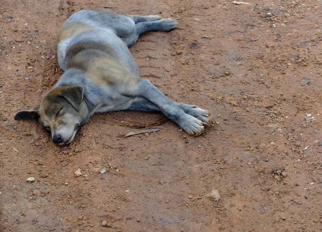 시립 폐기물 처리 오픈 덤프 프로세스의 더러운 개는 외로워 보입니다.