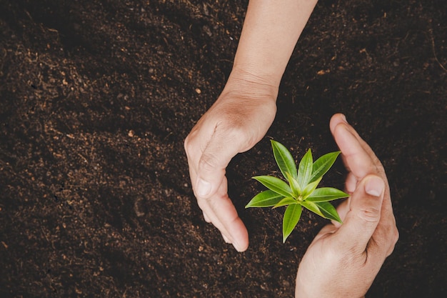 Dirty hands care plant trees in the earth on world environment day