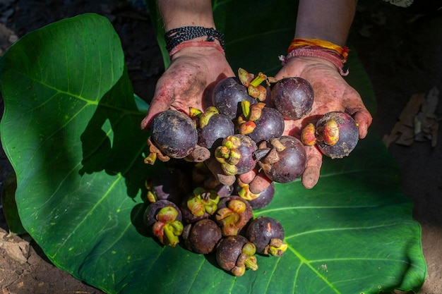 Dirty hands hold ripe mangosteen under the sunlight in Bali Indonesia Close up