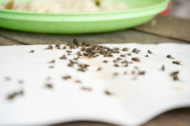 Foto insetto sporco e mosca morta sul pavimento