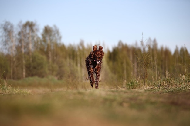 Dirty Irish Setter dog running on spring field