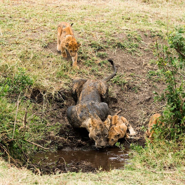 Dirty lioness and cubs drinking, Serengeti, Tanzania, Africa