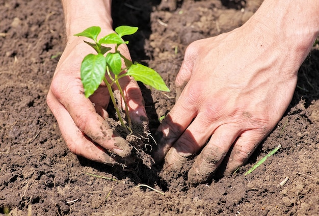 男性の手と地上の植物の汚れた泥だらけ