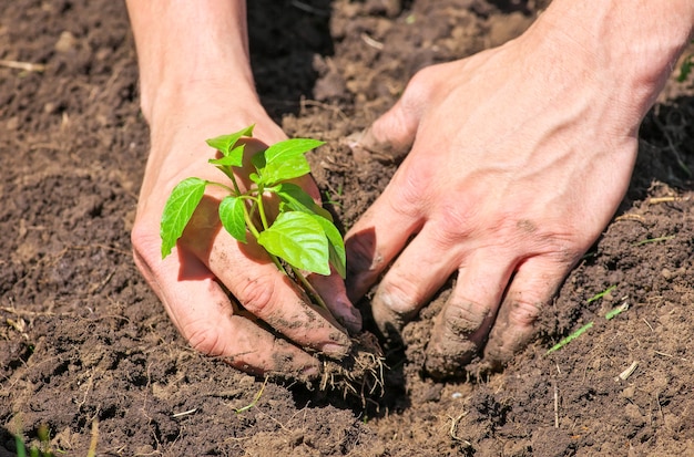 男性の手と地上の植物の汚れた泥だらけ