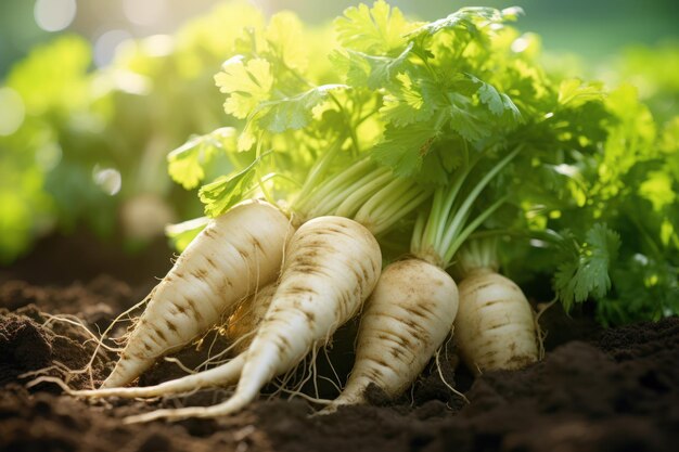 Dirty organic parsley roots in soft cloudy light