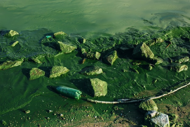 Грязная речная вода с пластиковой бутылкой для мусора и цветущие водоросли