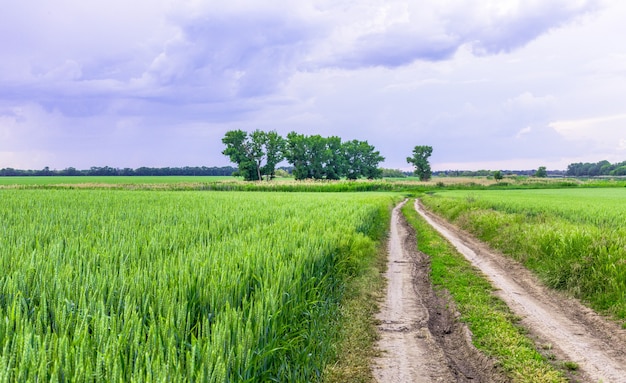 dirty road in summer green field