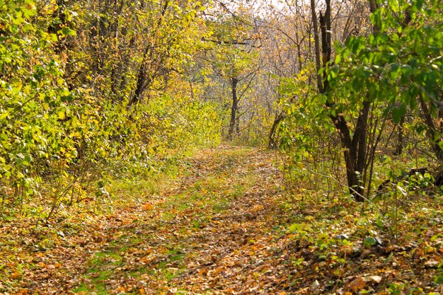 Dirty rural road in the forest on autumn