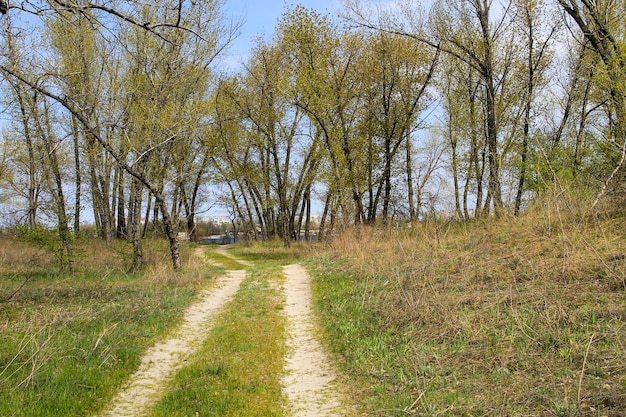 Dirty rural road in the forest on spring